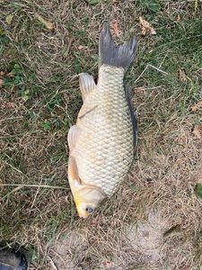 Crucian Carp