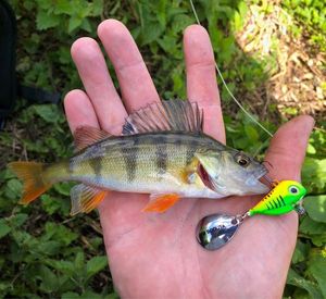 European Perch