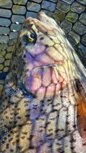 Rainbow Trout