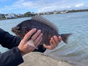 Black Seabream