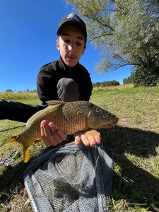 Common Carp