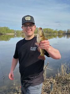 Brown Bullhead