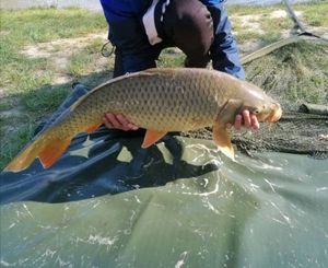 Common Carp