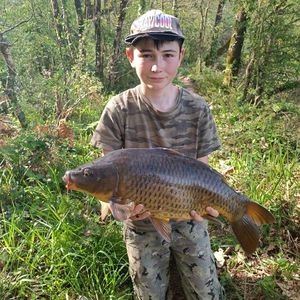 Common Carp