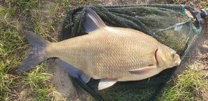 Common Bream