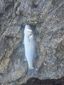 European Bass (Seabass)