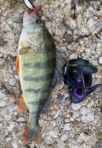 European Perch