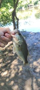 Largemouth Bass