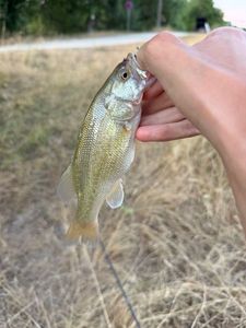 Largemouth Bass