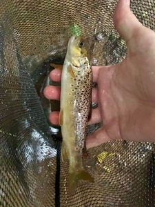 Brown Trout