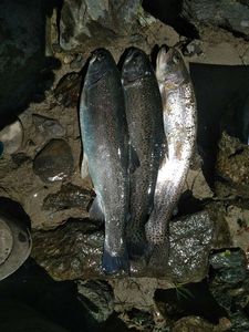 Rainbow Trout
