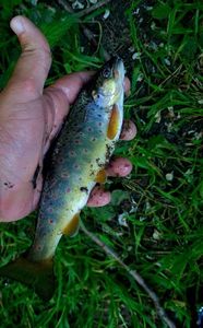 Brown Trout