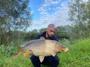 Common Carp
