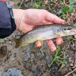 Brown Trout