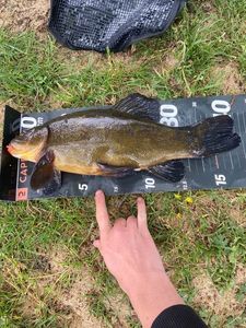 Tench