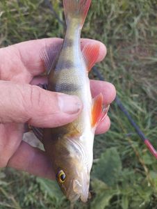 European Perch
