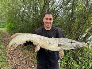Northern Pike