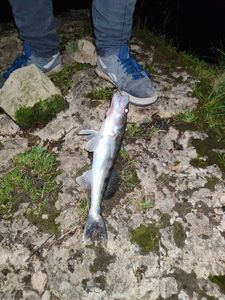 Zander
