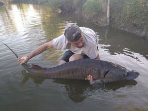 Sturgeon