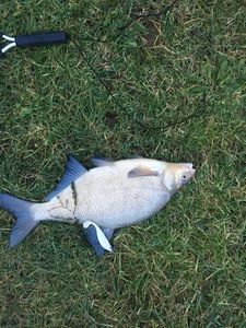 Tench