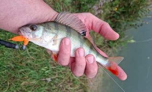 European Perch