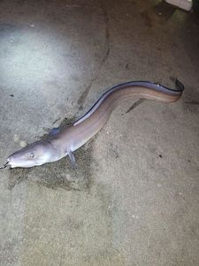 Conger