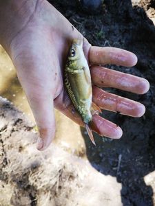 Mirror Carp