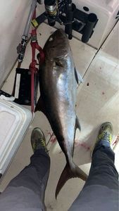 Greater Amberjack