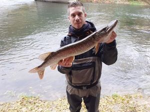 Northern Pike