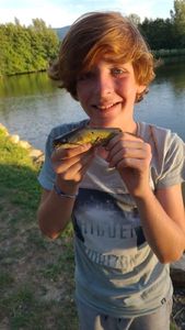 Black Bullhead