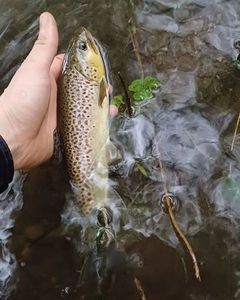 Brown Trout