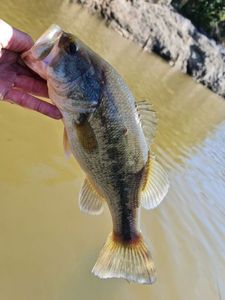 Largemouth Bass