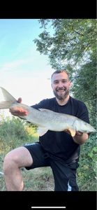 Barbel