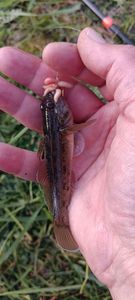 Round Goby