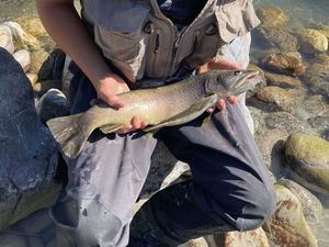 Brown Trout