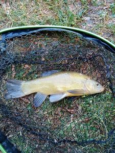 Tench
