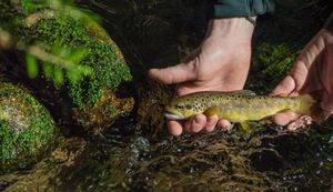 Brown Trout