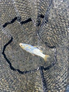 Gudgeon
