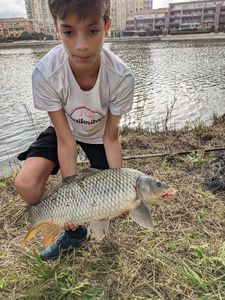 Common Carp