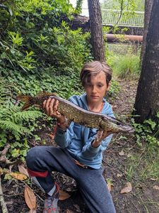 Chain Pickerel