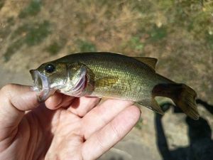 Largemouth Bass