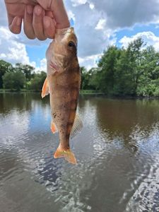 European Perch