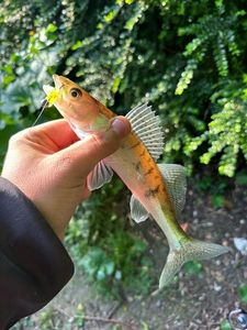 Zander