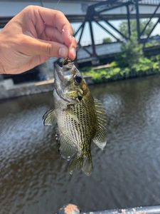 Rock Bass