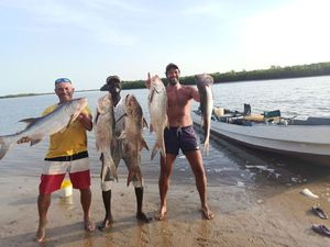 Giant African Threadfin