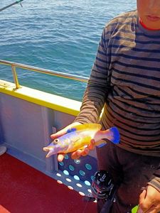 Cuckoo Wrasse