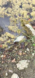 Common Bream