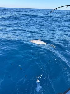 Bluefin Tuna
