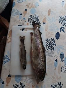 Rainbow Trout