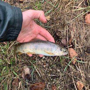 Brown Trout